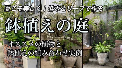 陰生植物 一覧|半日陰でも育つ野菜の種類と育て方のコツ【初心者向け完全ガイ。